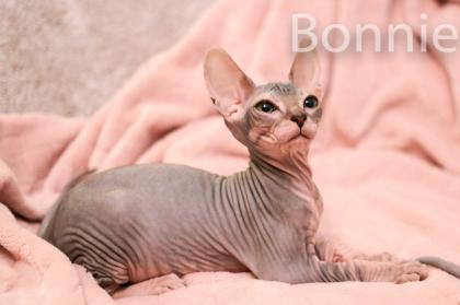 Don Sphynx Kitten - Katzenbabys