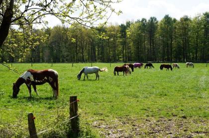 Stallplatz Pferdestall Stall frei