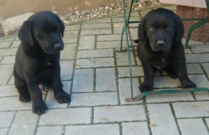 Schwarze Labradorrüden Welpen