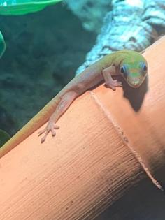 Zwei Goldstaub Taggeckos Phelsuma laticauda zu verkaufen