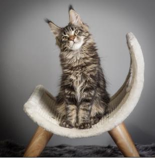 Maine Coon Kitten mit Stammbaum