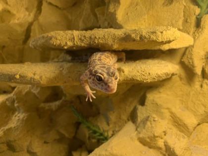 Selbst gebautes Terrarium mit zwei Leopardgeckos