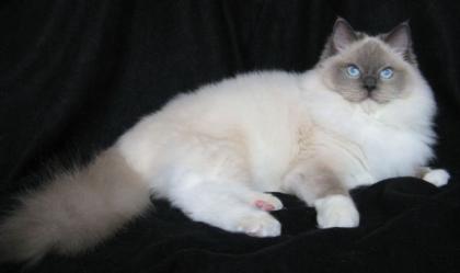 RAGDOLL HERZENSDIEBE RAGDOLL