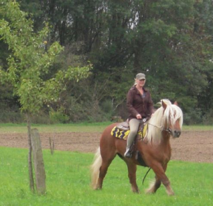 Schone und liebe comtois wallach geritten und gefahren ein super freizeitpferd