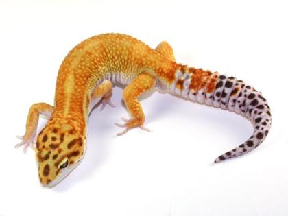 Leopardgecko Leopardgeckos Abzugeben