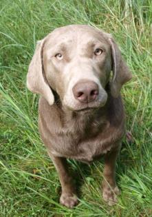 SELTENE Silberne Labrador Welpen abzugeben.