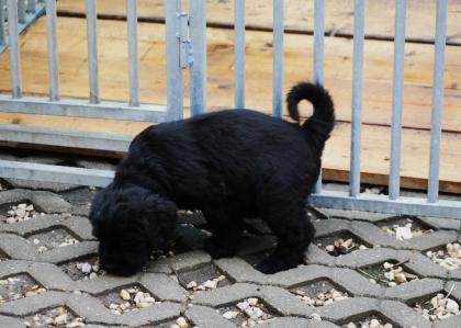 Riesenschnauzer Welpen Q-Wurf m. Papieren