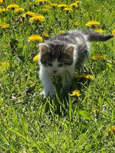 Kleine Katzen kitten abzugeben