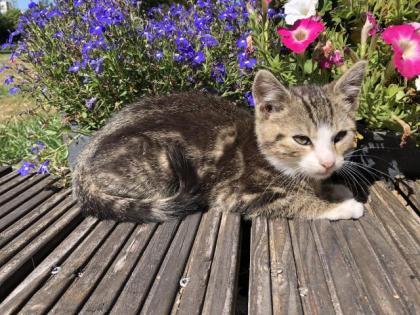 Süße, sehr zahme Kitten ein seltenes orangenes Kätzchen