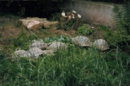 Griechische Landschildkröten Nachzuchten 2021/2013/2014