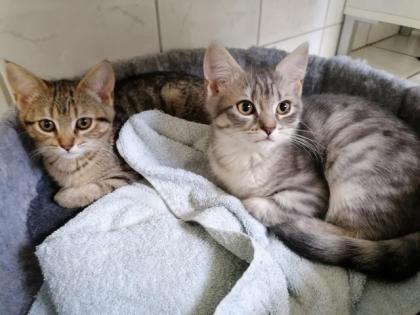 12 Wochen alt, 2 süße kleine Katzenbabys