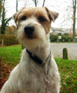 Parson Russell Terrier Zucht von Morrien . Wurfplanung