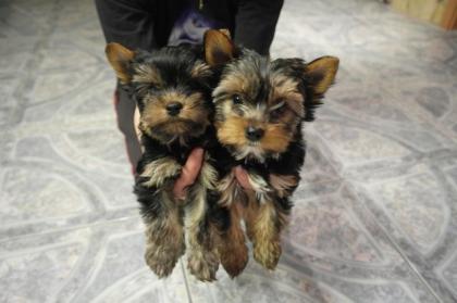 Verkaufe reinrassige Yorkshire Terrier