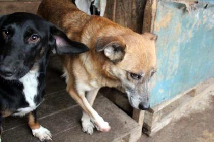 Lusia - als ihr Frauchen starb, wurde sie mit ihren Hundefreunden in die Tötung