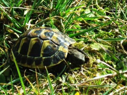 Griechische Landschildkröten