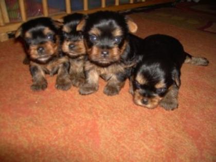 Reinrassige Yorkshire Terrier Welpen