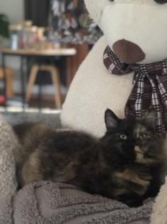 Katze Dori sucht ein liebevolles Zuhause