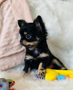 Stubenreiner Chihuahua Black Tan