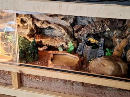 Leopardgeckos mit komplett eingerichtetem Terrarium abzugeben