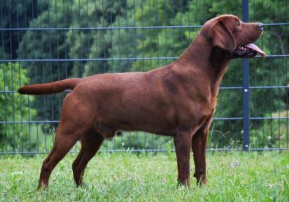 Labrador Welpen foxred