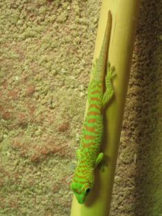 0. 0. 1 Phelsuma Grandis High Red von 02/2008