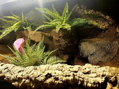 Paludarium von Hoppe mit Wasseragamen