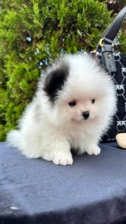 Spitz Welpe Pomeranian