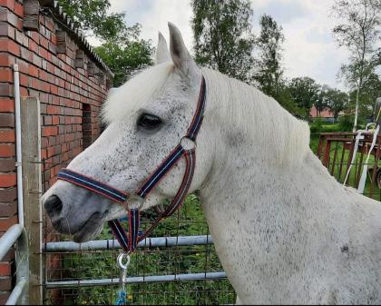 DR Deutsches Reitpony Hengst von Renoir Schimmel