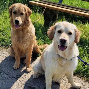 Golden Retriever Wurfankündigung