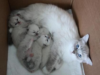 Süsse Ragdoll Babys stellen sich vor.