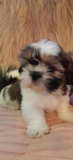 5 süße ShihTzu-Mixwelpen abzugeben