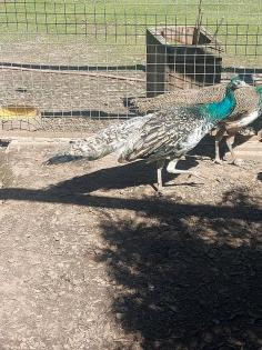 Pfauen Pfau Pfauhennen 1, 2, 3jährig blau