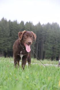 BORADOR Welpen Border Collie und Labrador Retriever Mix