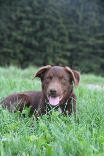 BORADOR Welpen Border Collie und Labrador Retriever Mix