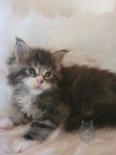 Wundervolle Maine Coon Kitten