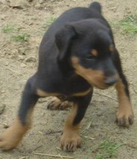 Dobermann welpen