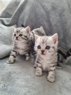 BKH Silver Tabby Kitten Reinrassig