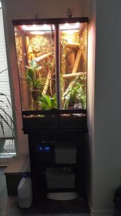 Exo Terra Terrarium 60x45x90 mit 2 Phelsuma Taggeckos komplett