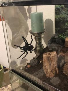 Vogelspinne Brachypelma vagans