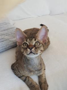 Devon Rex Kitten Abgabebereit