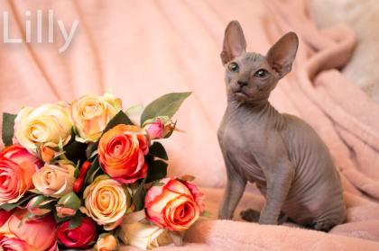 Don Sphynx Kitten - Katzenbabys