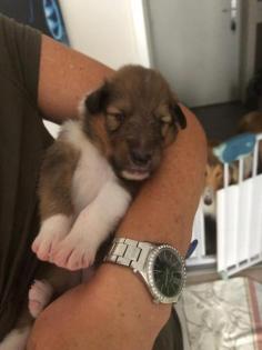 American Colliewelpen mit Ahnentafel