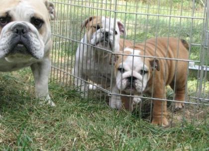 Englische Bulldogge Welpen mit Pap.