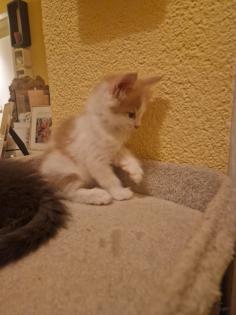 Reinrassige Maine Coon Kitten