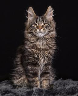 Maine Coon Kitten mit Stammbaum