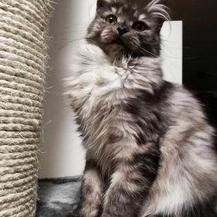 Maine coon Deckkater