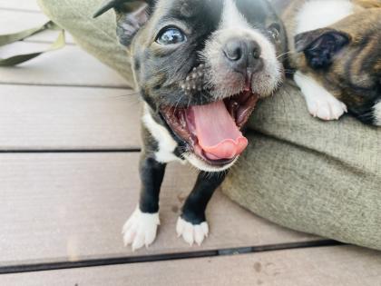 Boston Terrier Welpen aus VDH/KfT Zucht