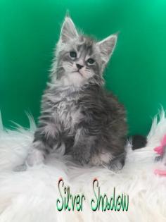 Typvolle Maine Coon Katerchen in Silver