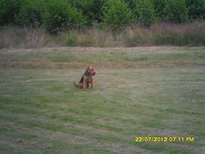 Welsh Terrier Rüde