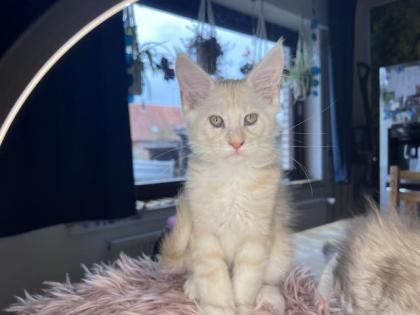 Maine coon kitten